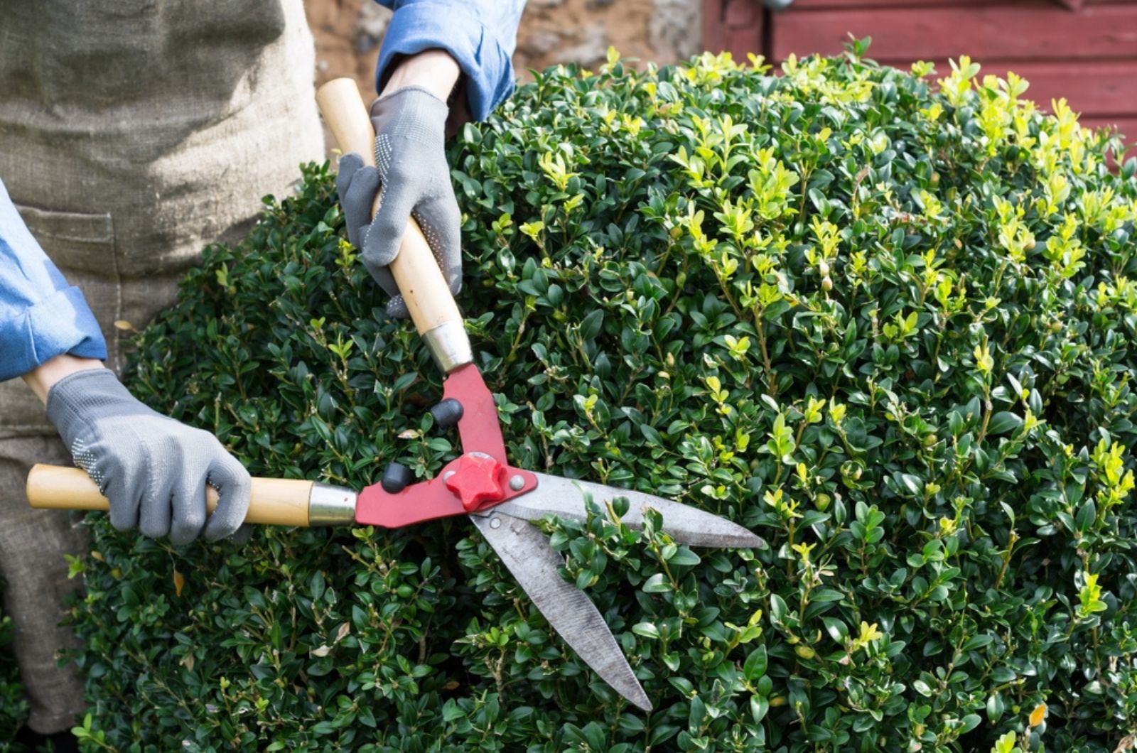 Woman with trimming shares pruning boxwood bushes