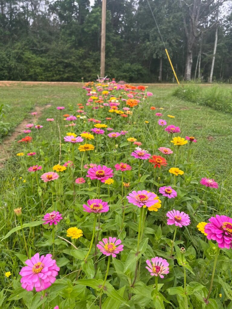 Zinnias in the field