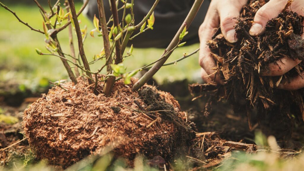 a man mulches a rose