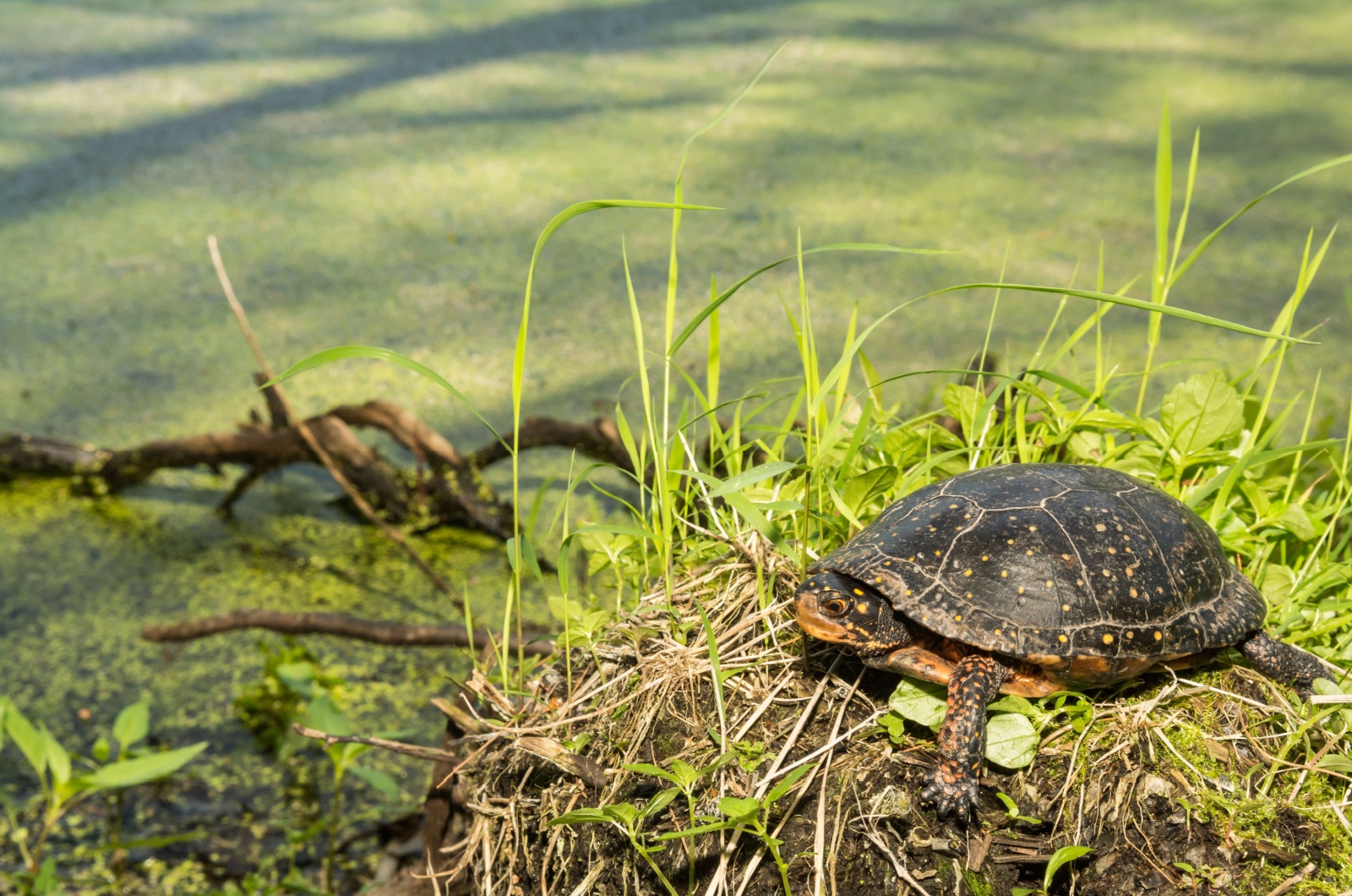 adult spotted turtle