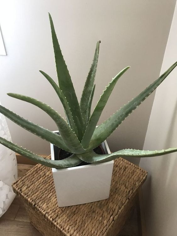 aloe vera in a pot