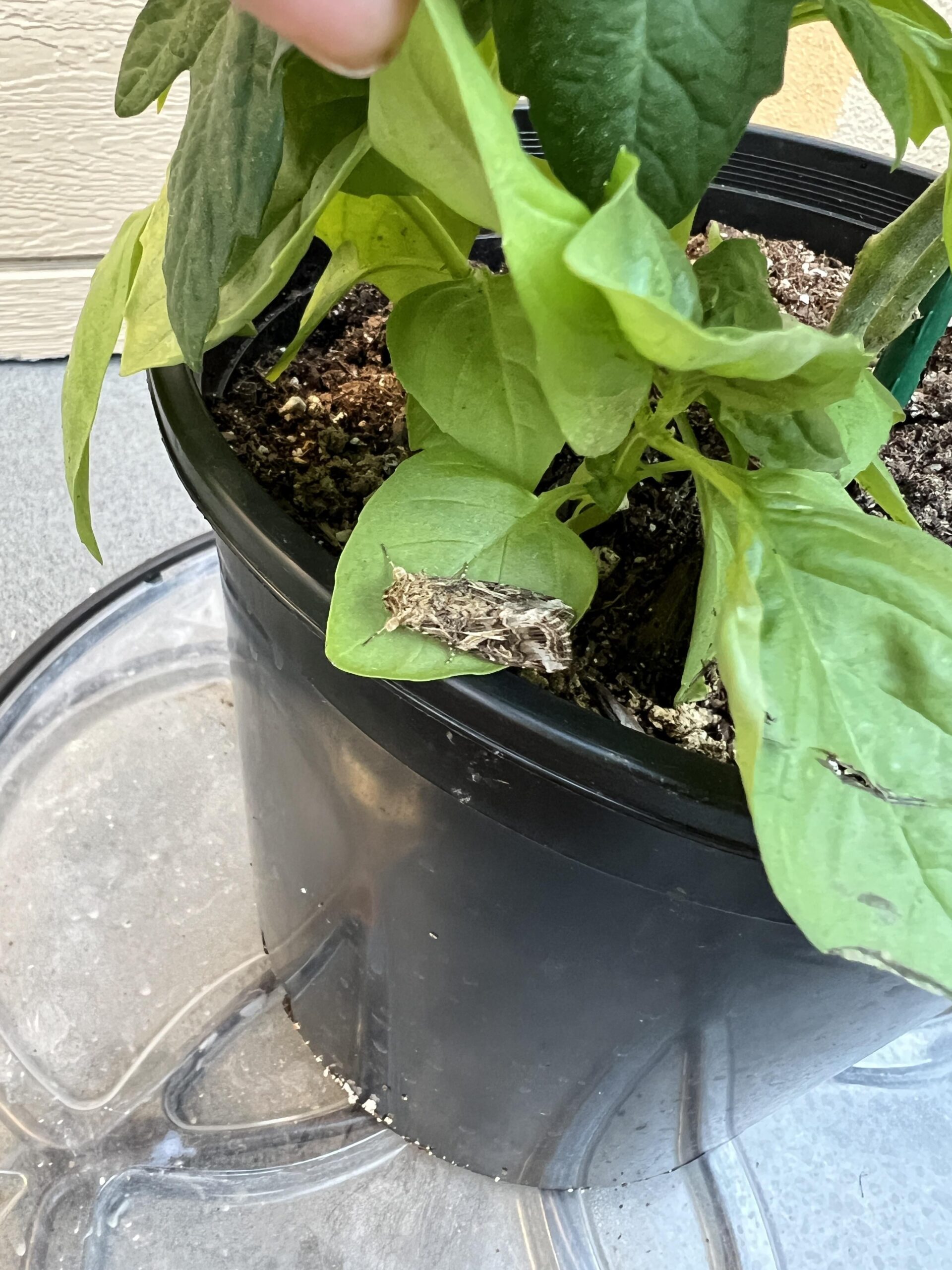 basil growing in pot