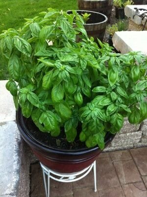 basil growing outside in a pot