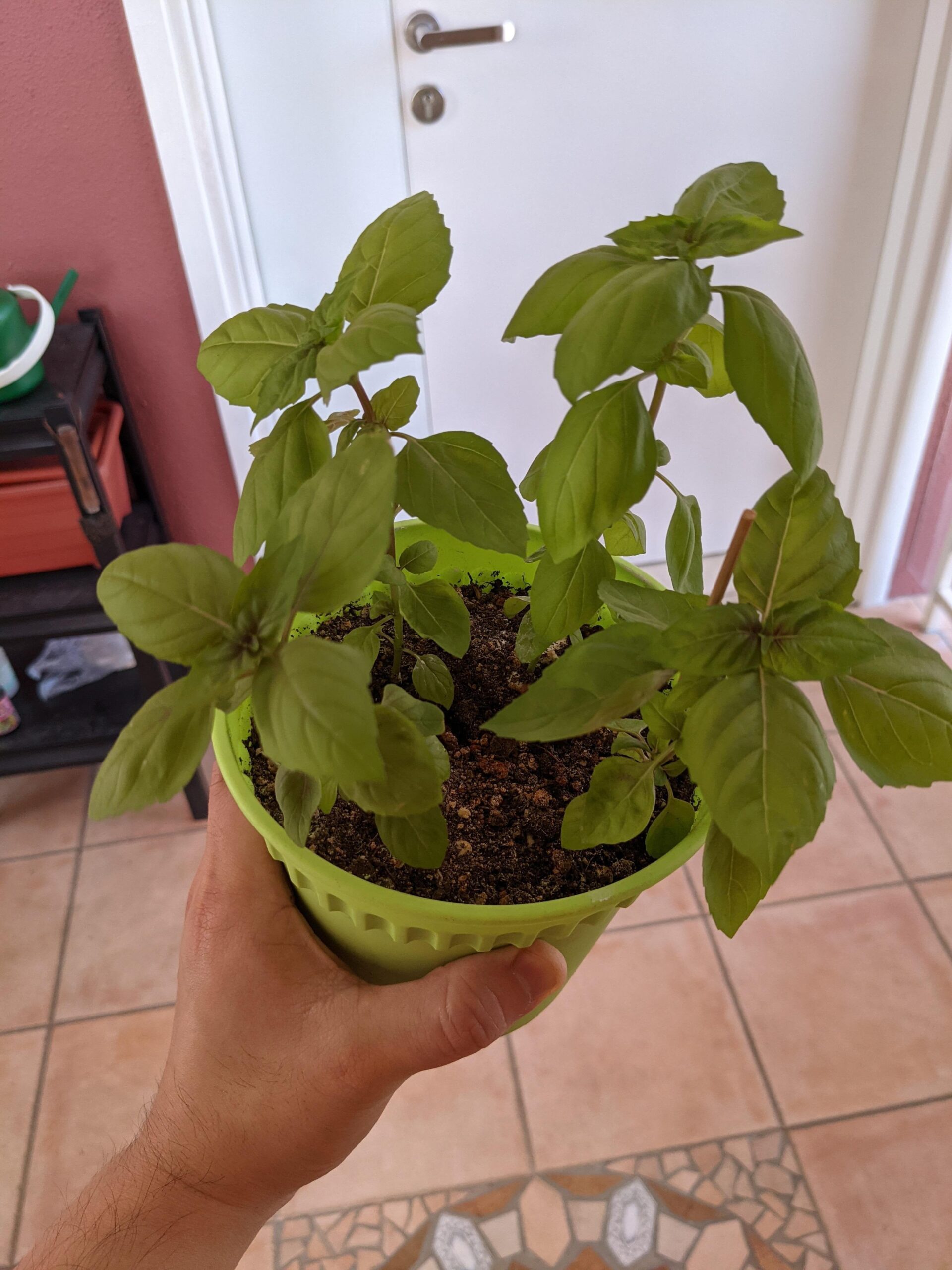 basil in pot