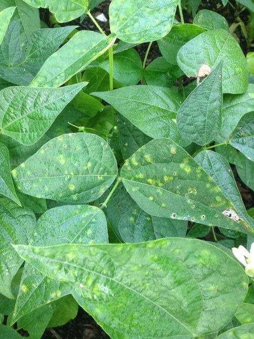 bean plant turning yellow