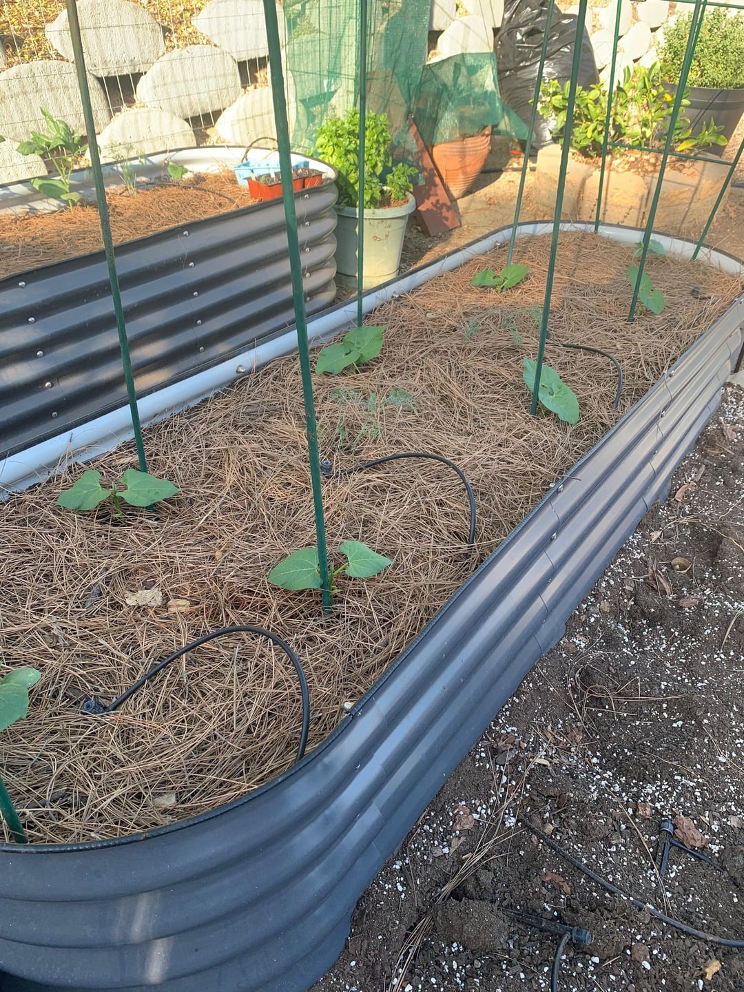 bean seedling in a huge pot