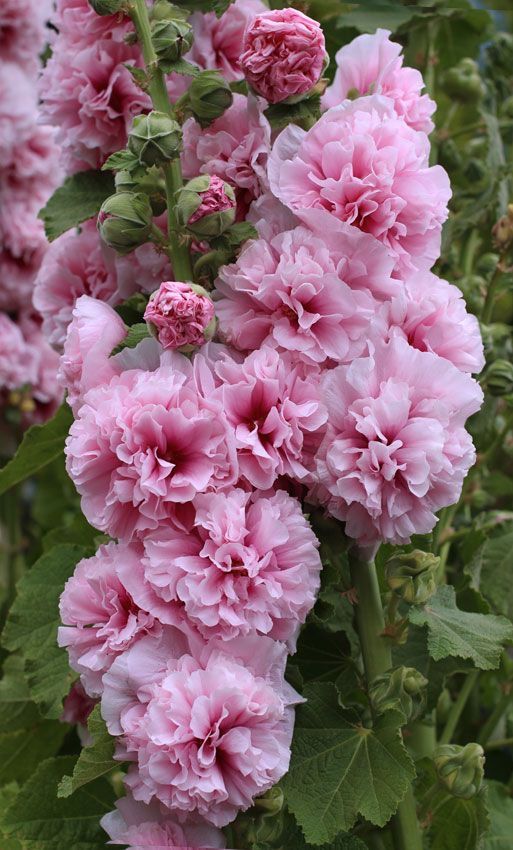 beautiful Hollyhock Lilacs