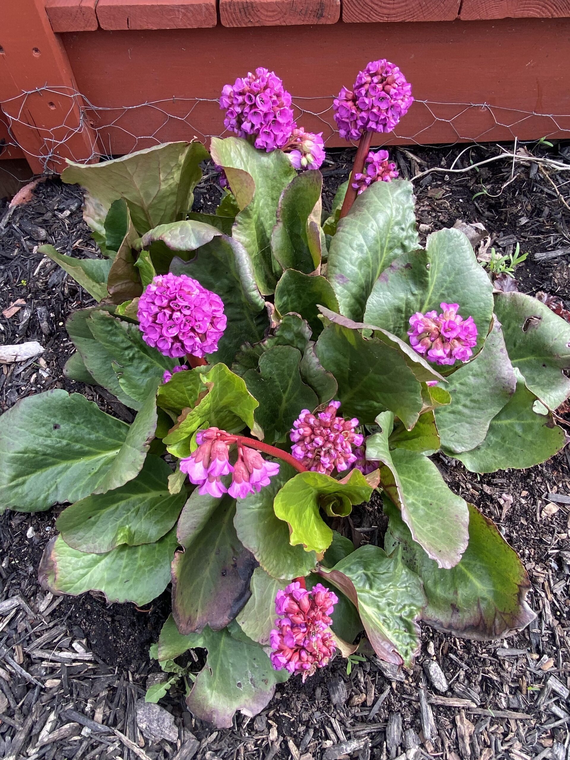 beautiful plant in garden