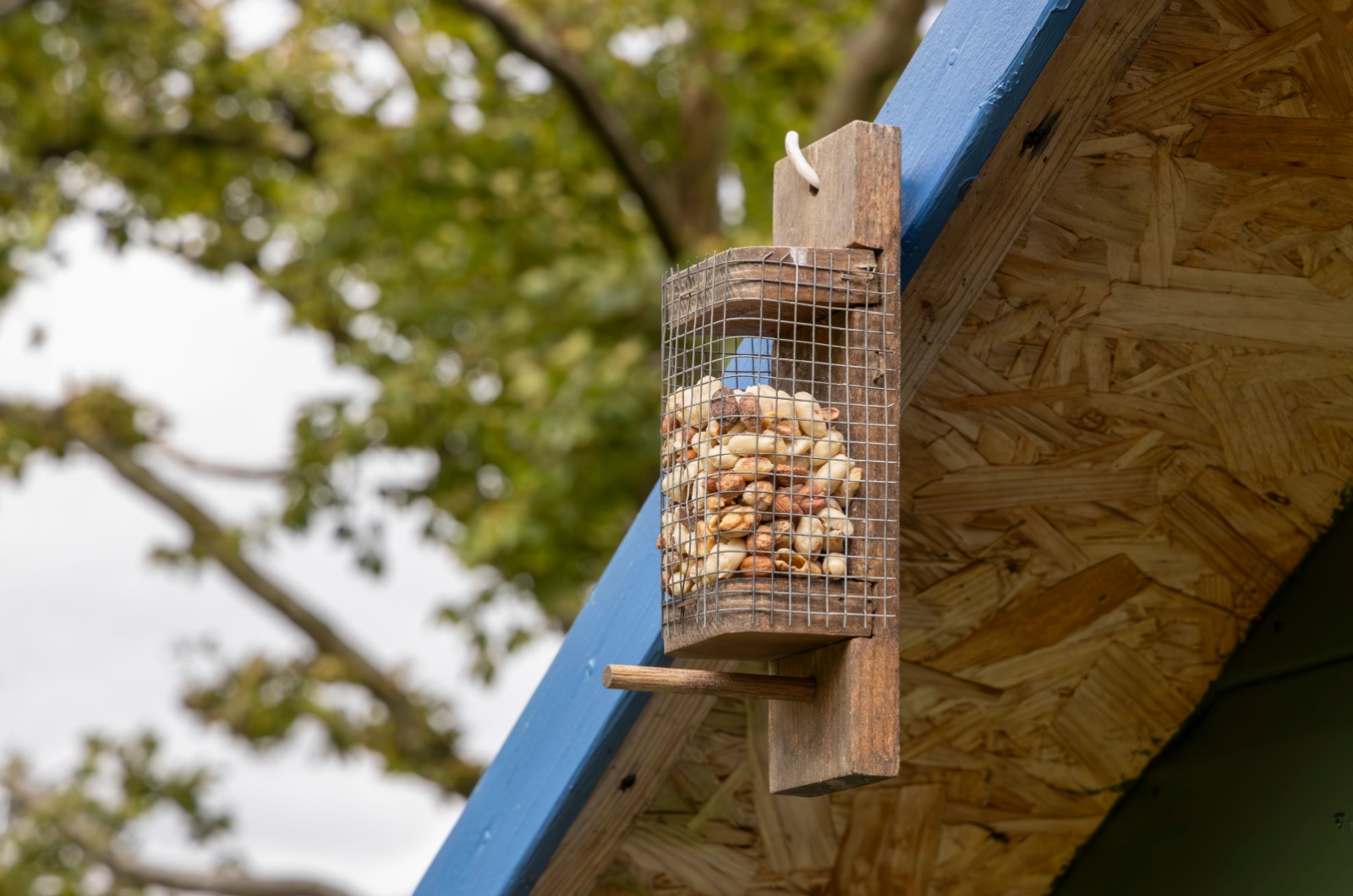 bird feeder with peanuts