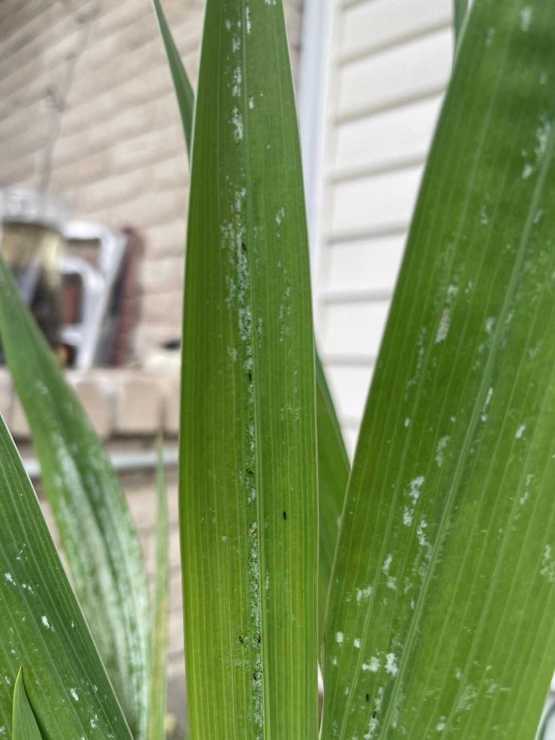 black bugs on gladiolus leaves