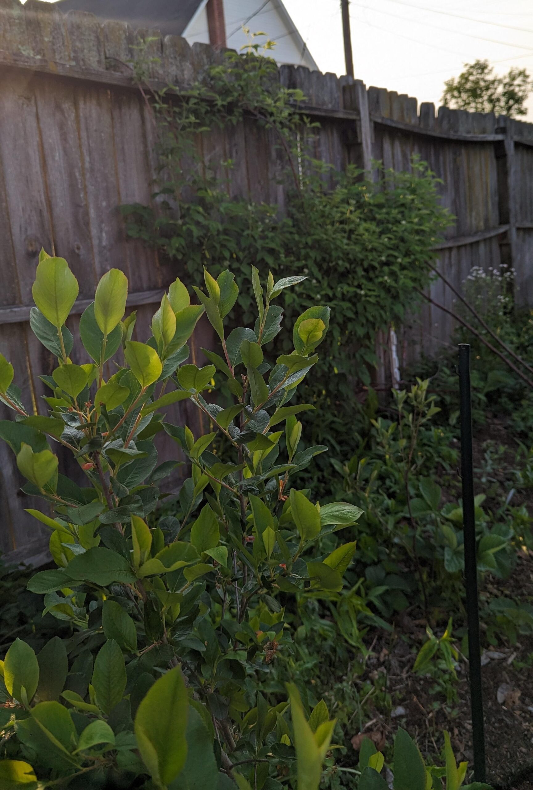 black chokecherry