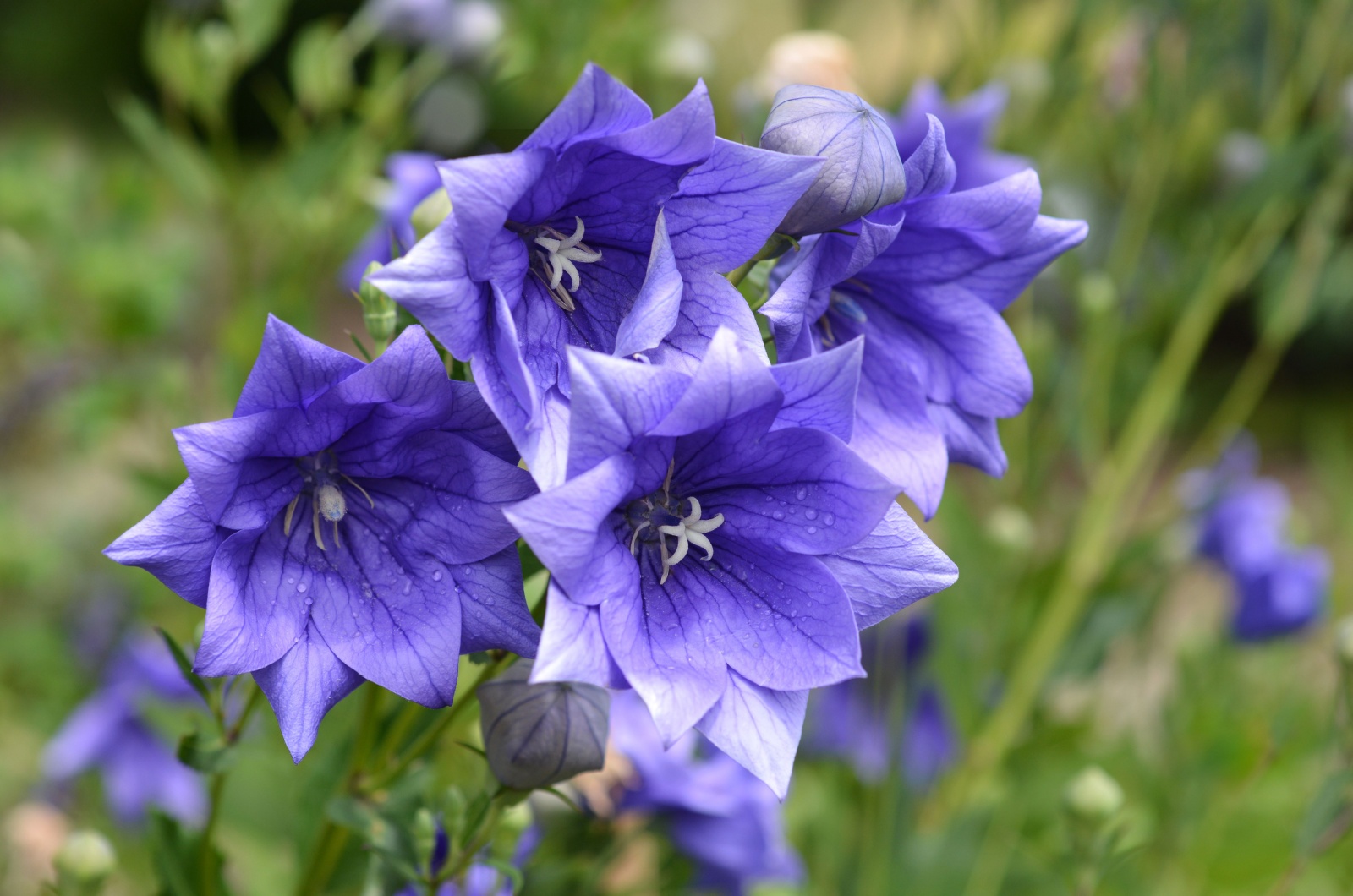 blue balloon flowers