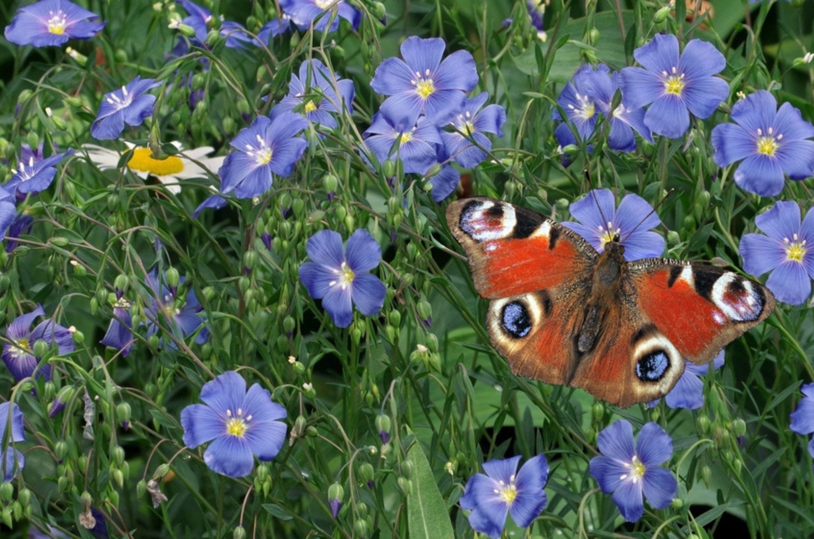 bright red peacock butterfly on blue flax flowers