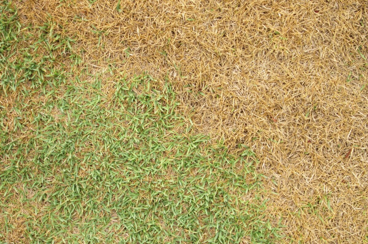 Here's Why Your Lawn Turns Brown In Summer (And How To Keep It Looking
