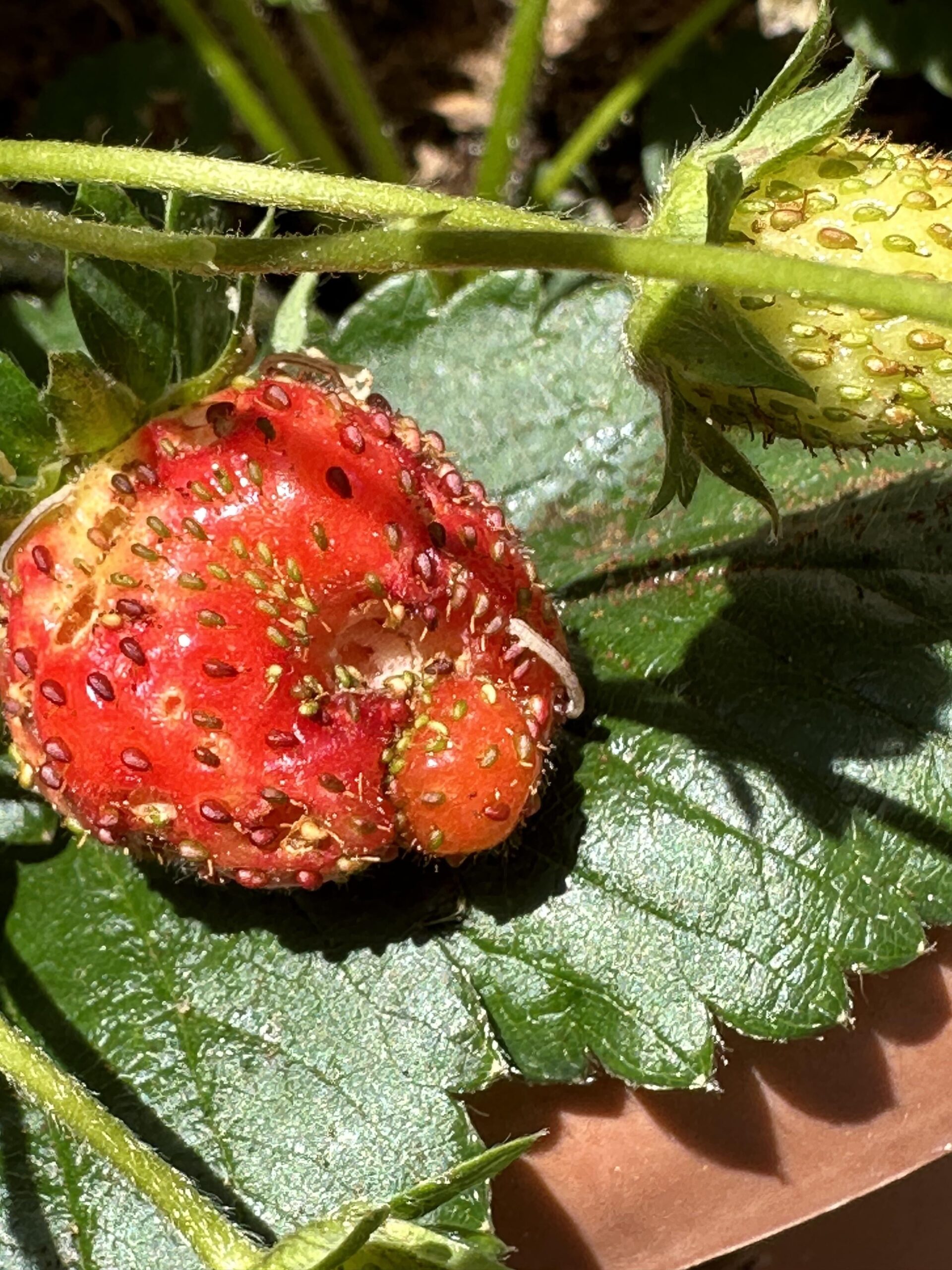 bugs on strawberries