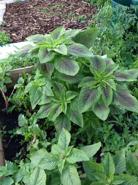 callaloo plant