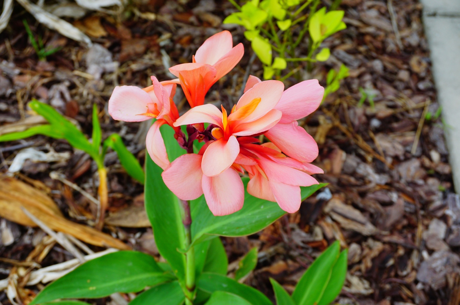 canna lily plant