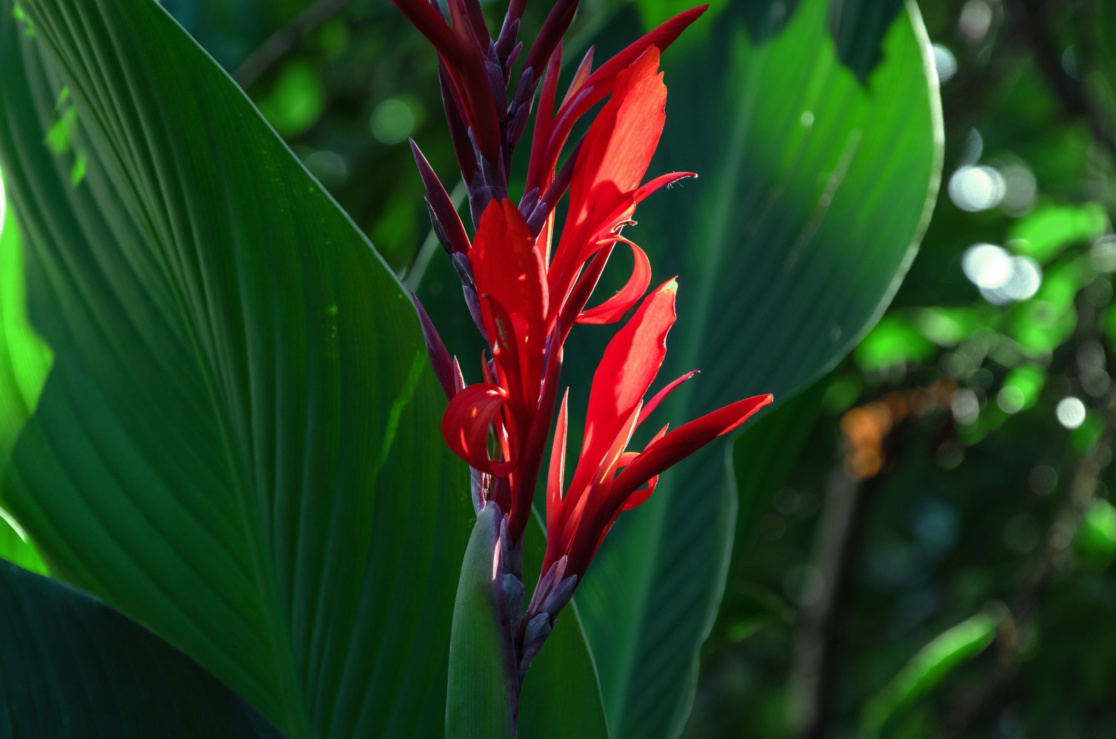 canna lily