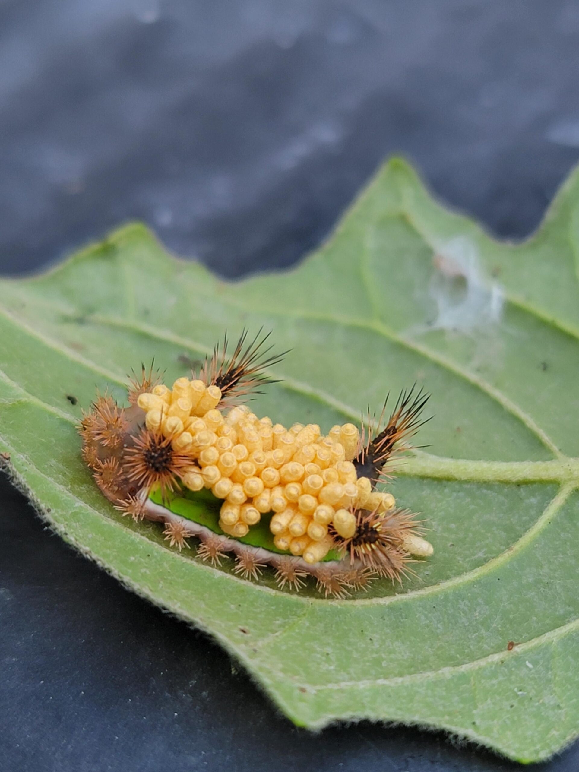 caterpillar