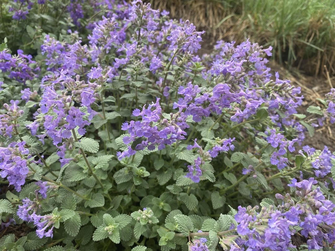 catmint on a summer day