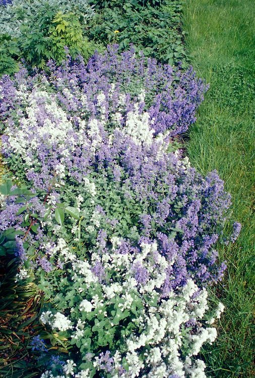 catmint plant