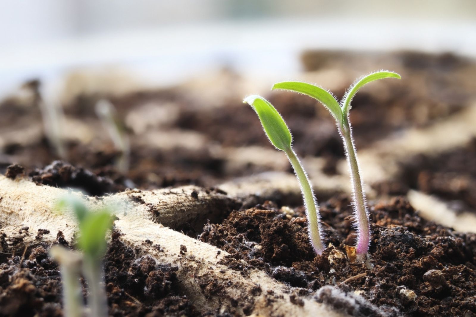 cherry seedlings