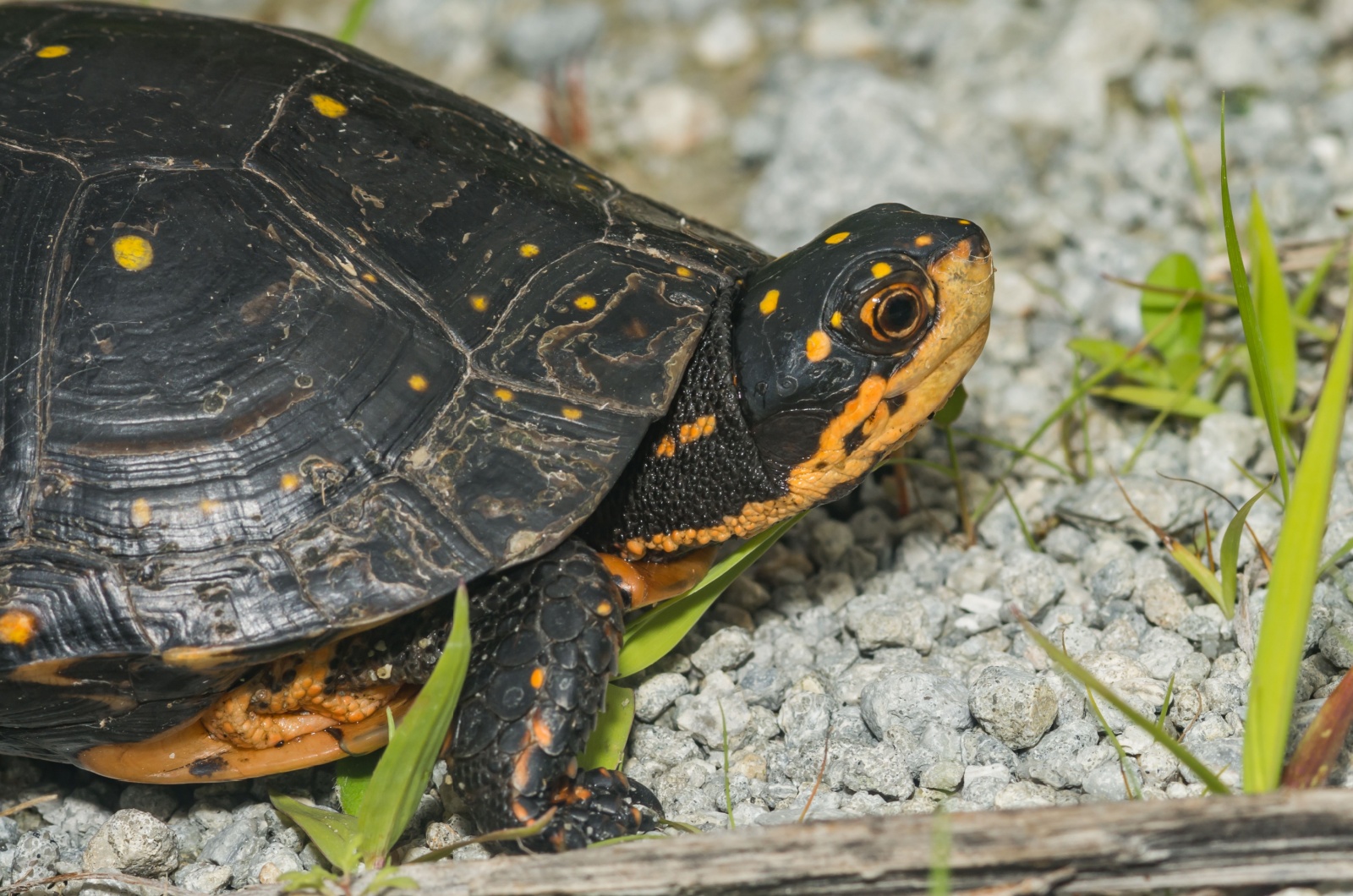 close-up photo of spotted turtle