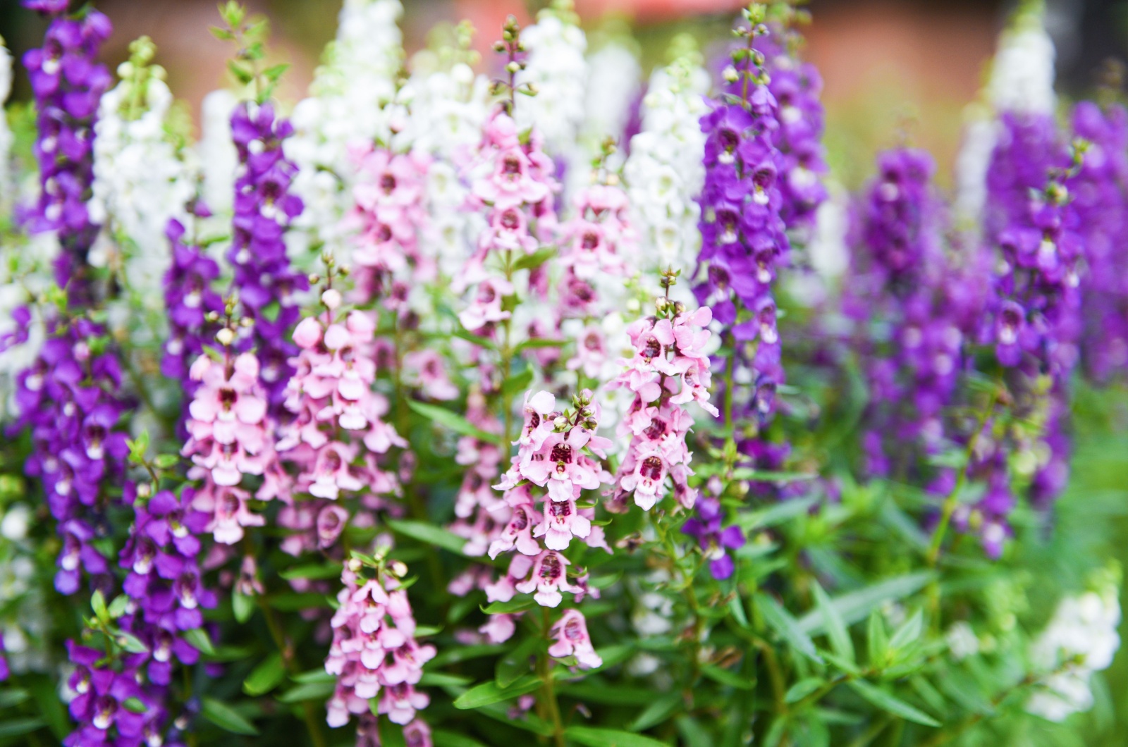 colorful Angelonia flowers