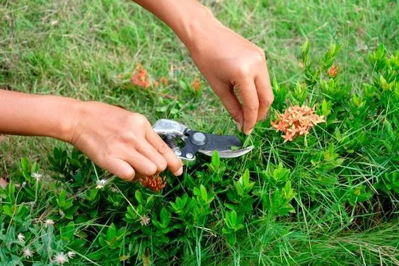 cutting ixora flowers