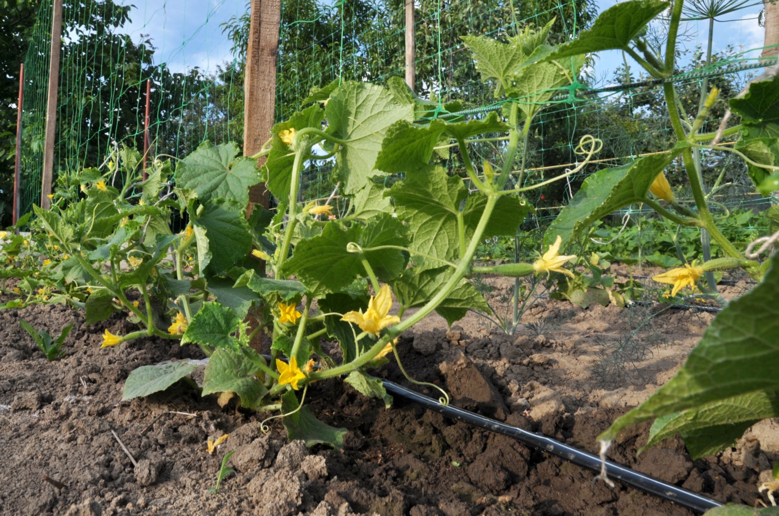 drip irrigation system