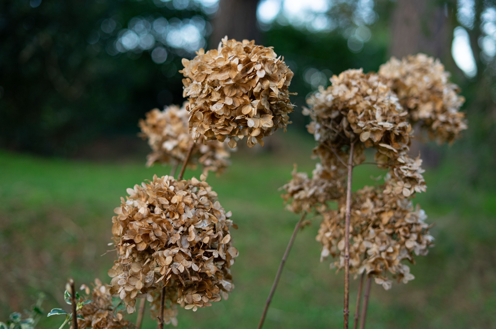 dry hydrangea flowers