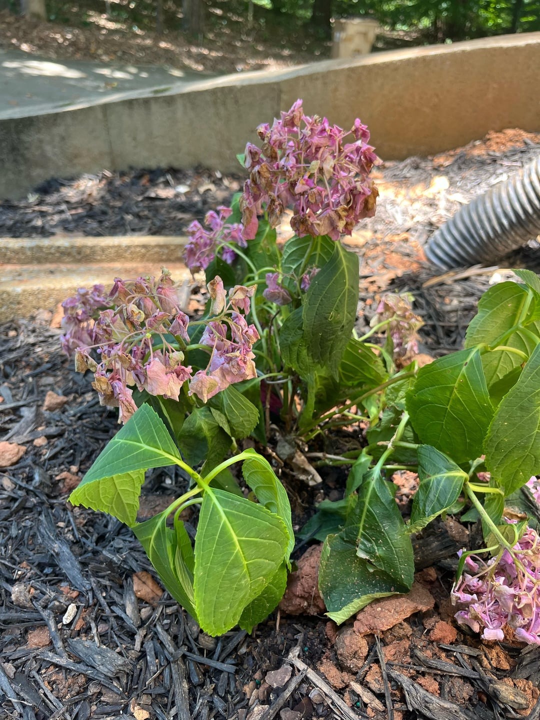 dry hydrangea