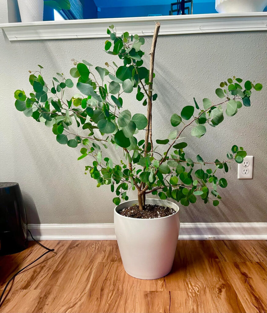 eucalyptus in a white pot