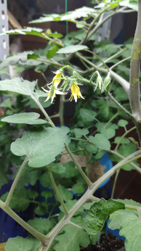 falling flowers in tomatoes