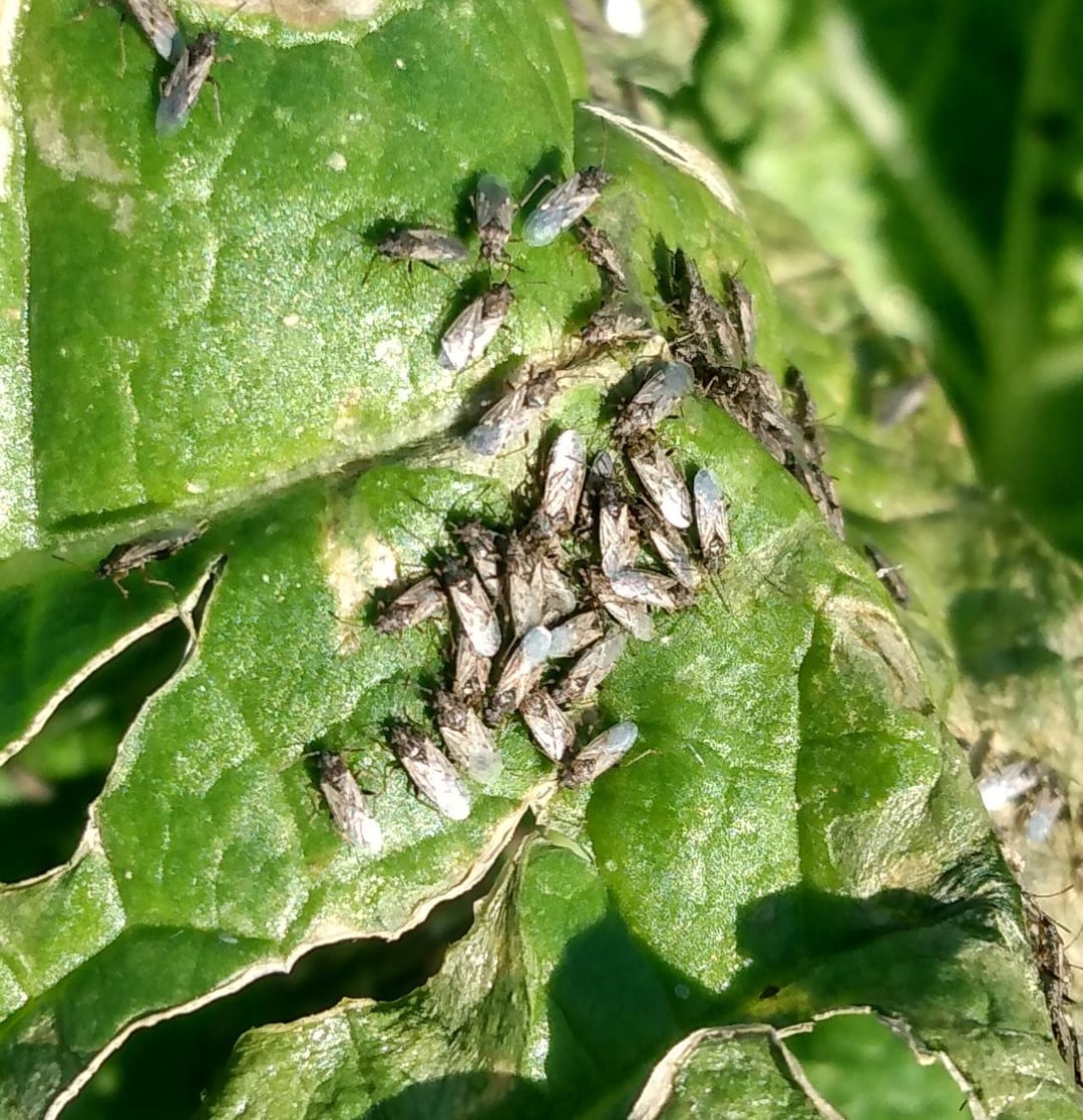 false chinch bugs on cabbage