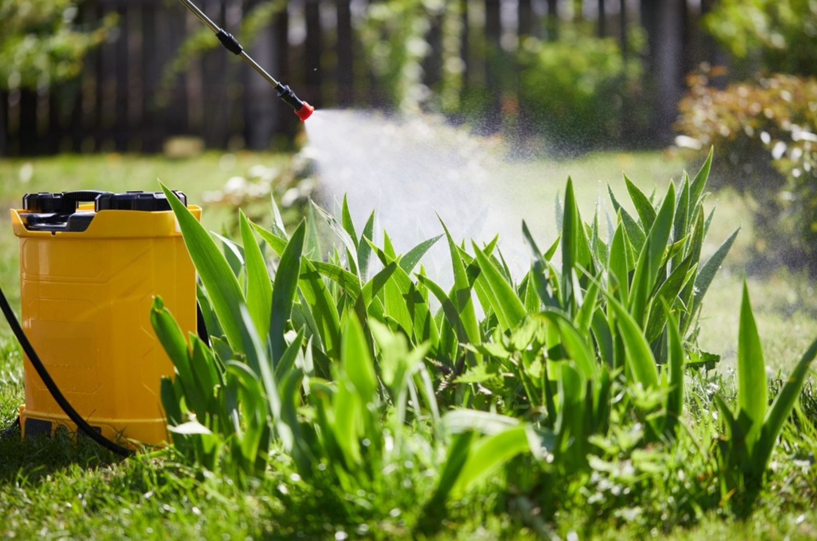 farmer spraying green plants in garden with chemicals