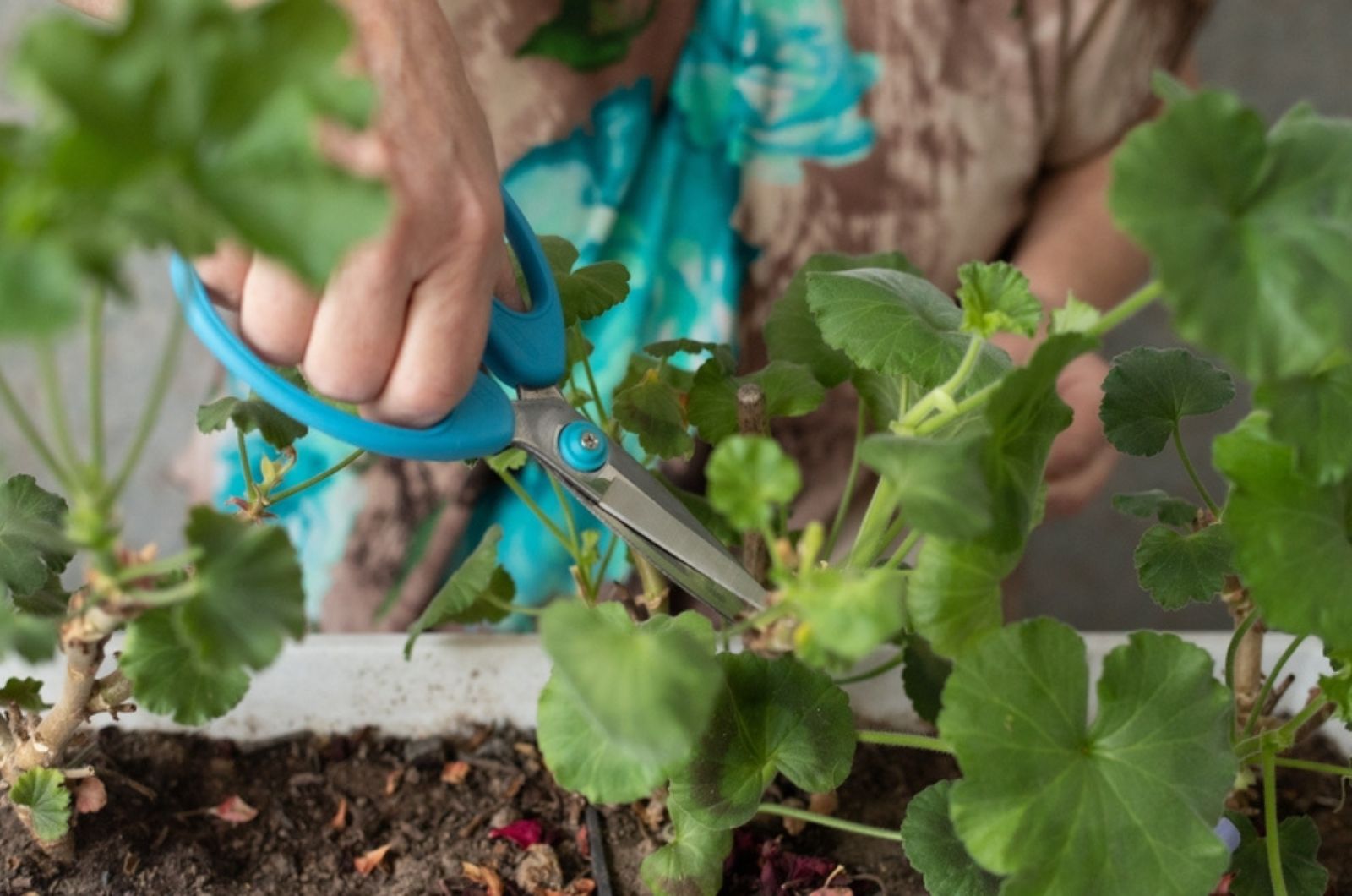 female hands with scissors trim a houseplant