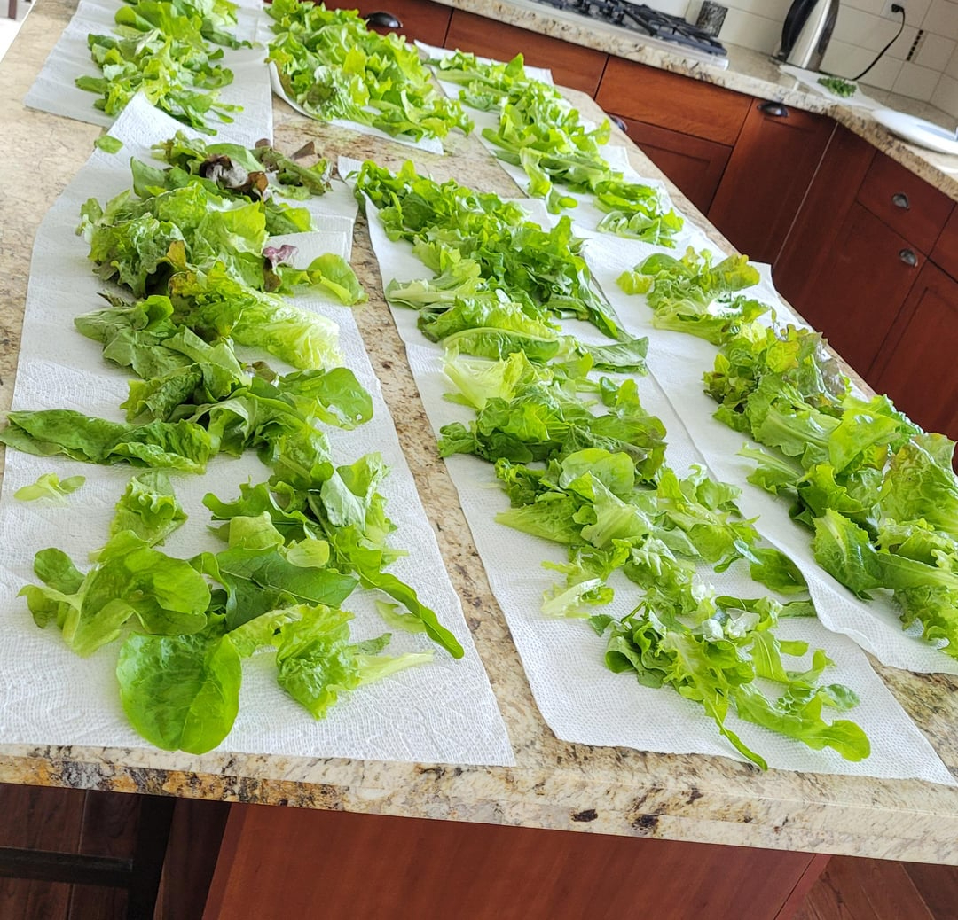 fresh harvested lettuce