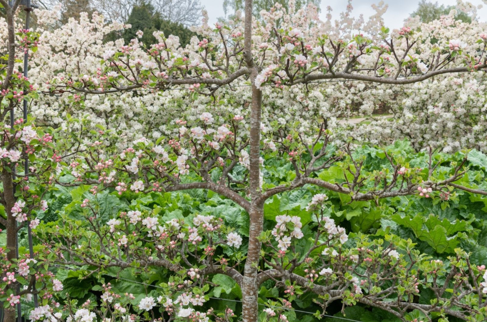 fruit tree in blossom