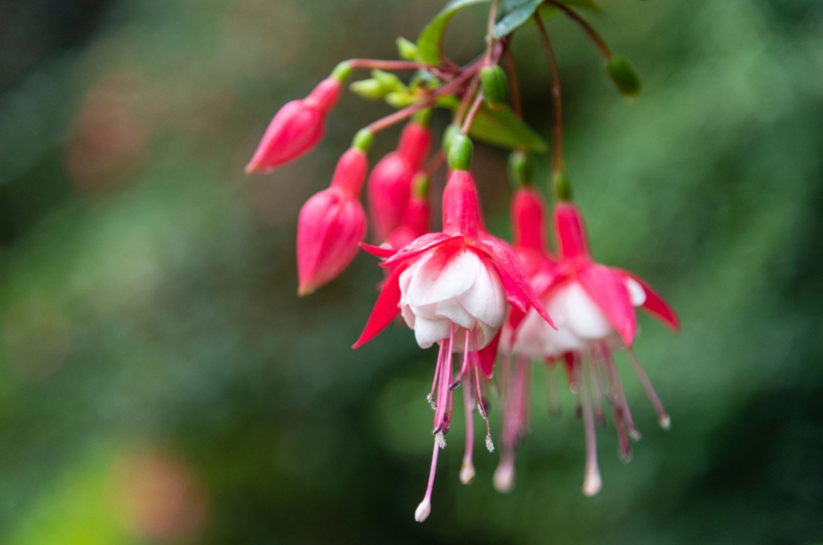 fuchsia jingle bells plant