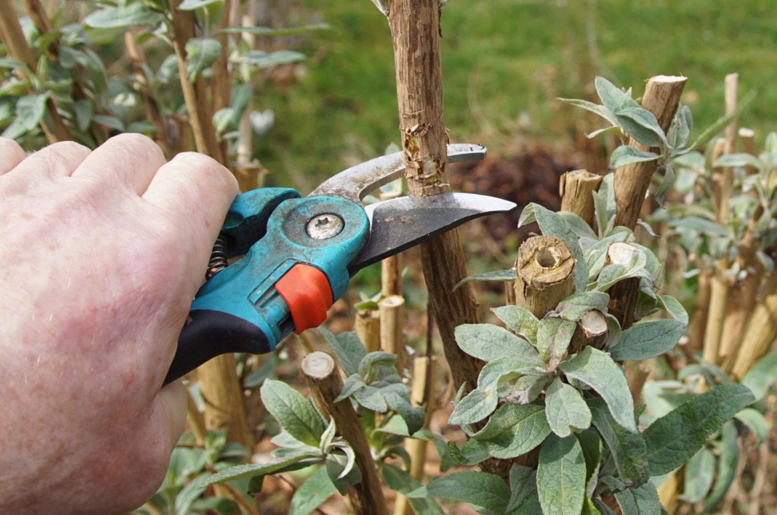 gardener cutting a bush stem