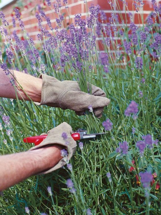 gardener cutting lavender