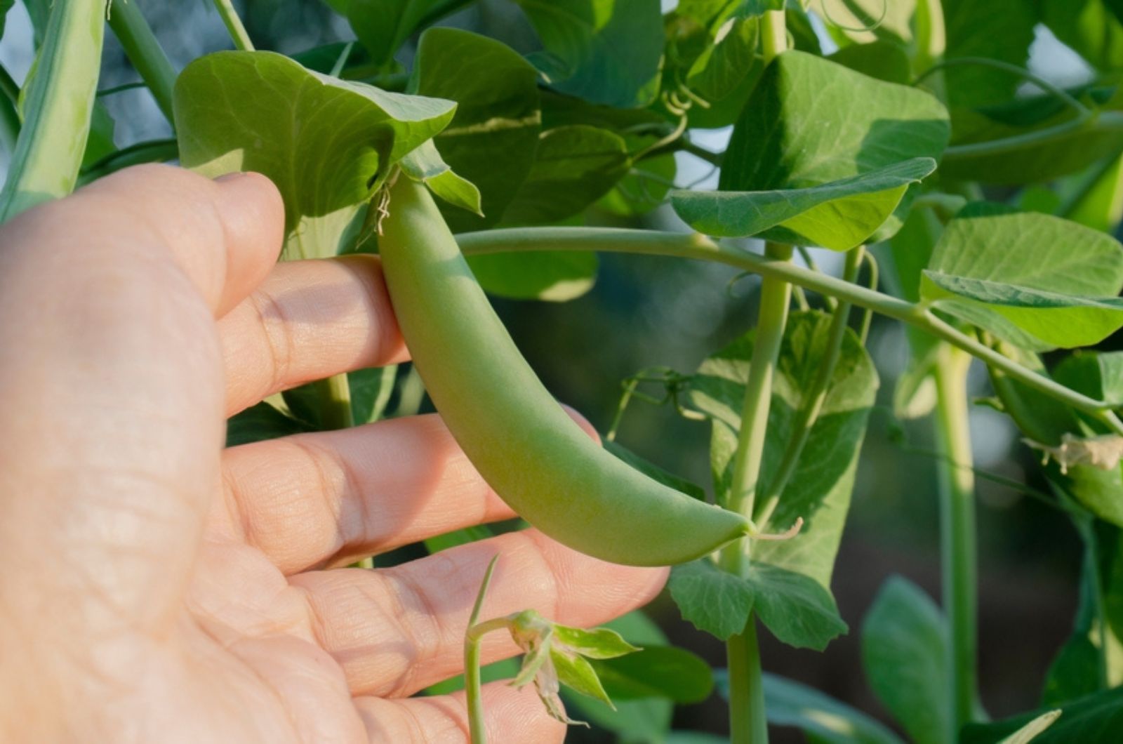 gardener holding a snap pea