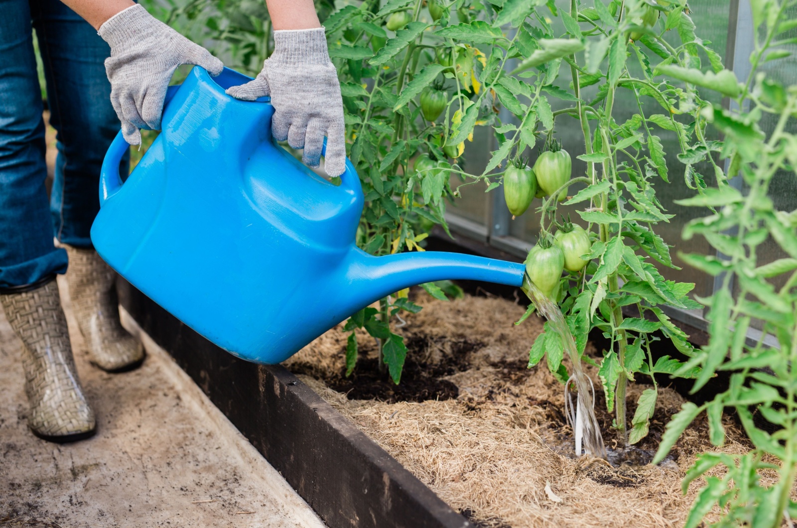 gardener watering peppers