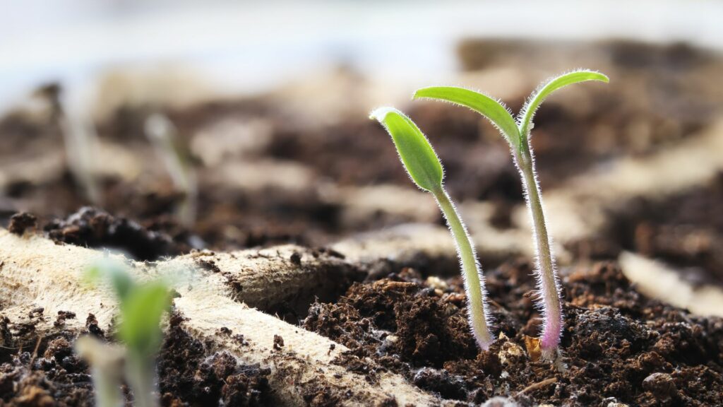 germinating Cherries