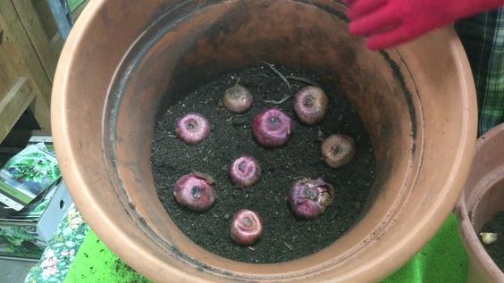 gladiol bulbs in a pot