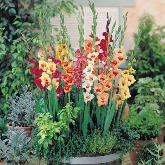 gladiols flowering in a pot