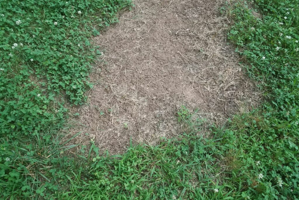 green grass with brown dead area