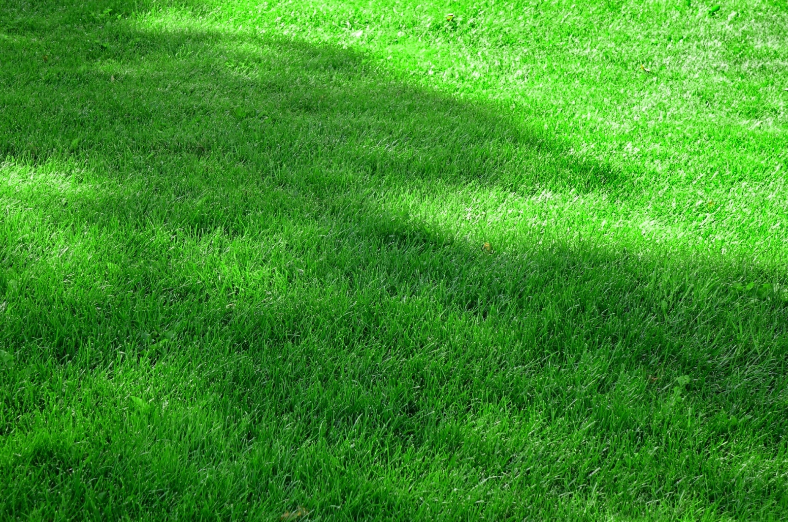 green lawn