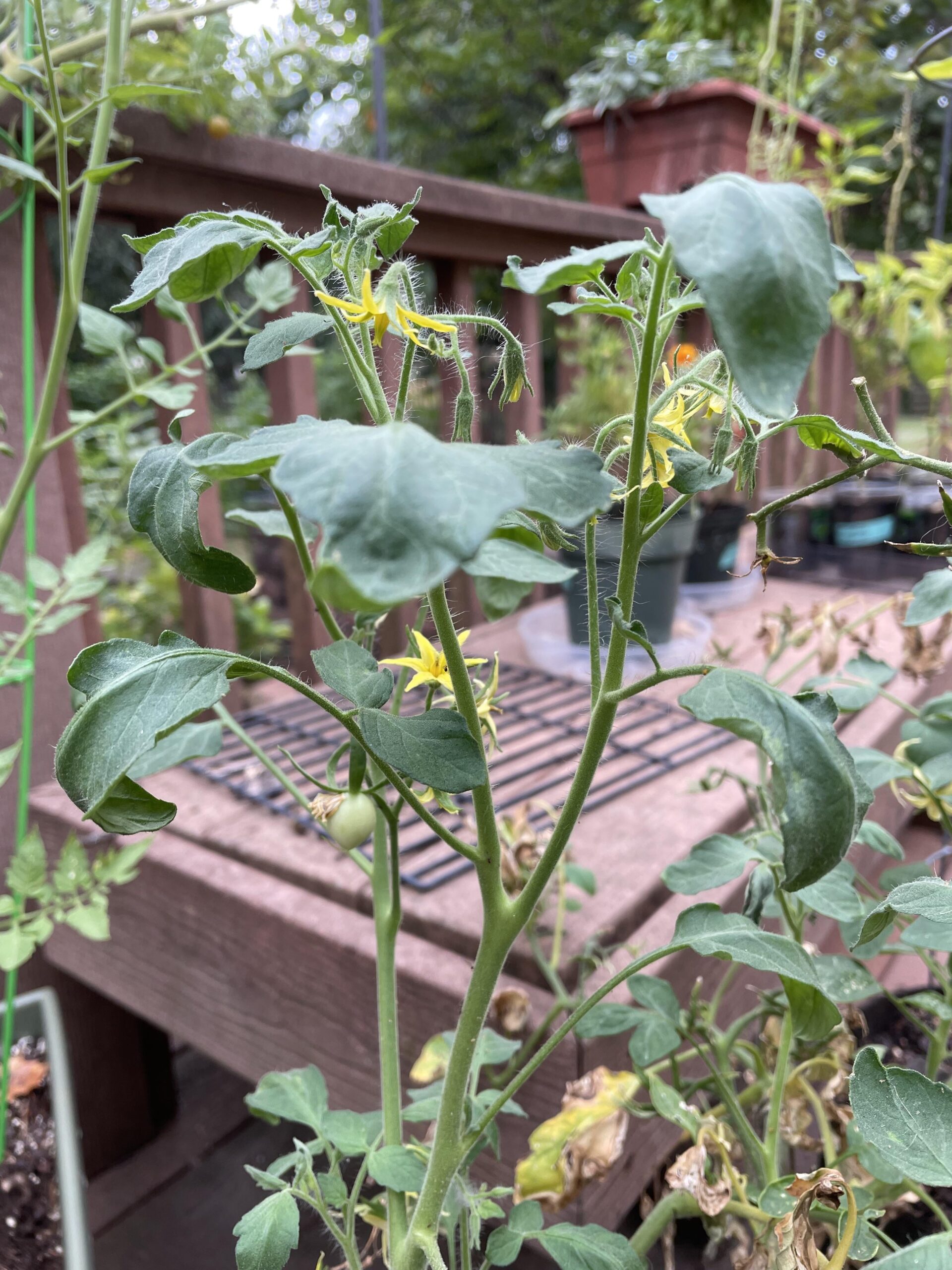 growing tomato plant